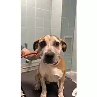 Foto dell\'animale cane - Matr. 2024/0887 - Microchip 380260044997363