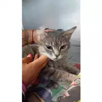 Foto dell\'animale gatto - Matr. 2024/0888 - Microchip 380260044997480