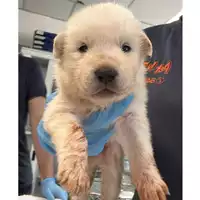 Foto dell\'animale cane - Matr. 2024/0893 - Microchip 380260044998175