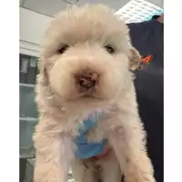 Foto dell\'animale cane - Matr. 2024/0895 - Microchip 380260044998295