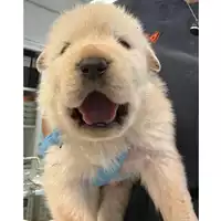 Foto dell\'animale cane - Matr. 2024/0899 - Microchip 380260044997453
