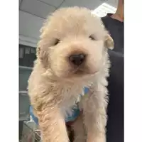 Foto dell\'animale cane - Matr. 2024/0897 - Microchip 380260044997404