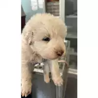 Foto dell\'animale cane - Matr. 2024/0900 - Microchip 380260044996730