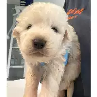 Foto dell\'animale cane - Matr. 2024/0896 - Microchip 380260044996849