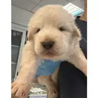 Foto dell\'animale cane - Matr. 2024/0898 - Microchip 380260044997017