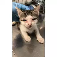 Foto dell\'animale gatto - Matr. 2024/0889 - Microchip 380260044997497