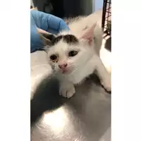 Foto dell\'animale gatto - Matr. 2024/0890 - Microchip 380260044998375