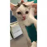 Foto dell\'animale gatto - Matr. 2024/0891 - Microchip 380260044998485