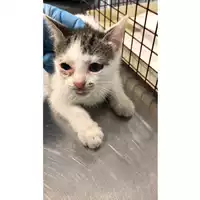 Foto dell\'animale gatto - Matr. 2024/0892 - Microchip 380260044997515