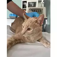 Foto dell\'animale gatto - Matr. 2024/0901 - Microchip 380260044997315