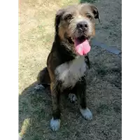 Foto dell\'animale cane - Matr. 2021/0735 - Microchip 380260044516860
