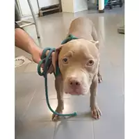 Foto dell\'animale cane - Matr. 2024/0902 - Microchip 380260044997063