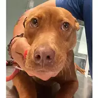 Foto dell\'animale cane - Matr. 2024/0906 - Microchip 380260044997418