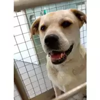 Foto dell\'animale cane - Matr. 2024/0913 - Microchip 380260043563201