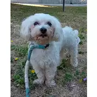 Foto dell\'animale cane - Matr. 2024/0914 - Microchip 380260102463026