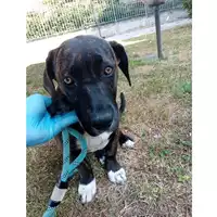 Foto dell\'animale cane - Matr. 2024/0917 - Microchip 380260044980428
