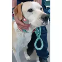 Foto dell\'animale cane - Matr. 2024/0911 - Microchip 380260043563100