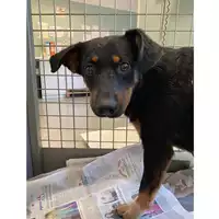 Foto dell\'animale cane - Matr. 2024/0918 - Microchip 380260044979690