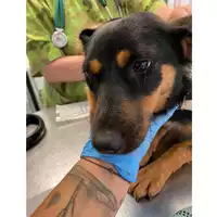 Foto dell\'animale cane - Matr. 2024/0920 - Microchip 380260044980492