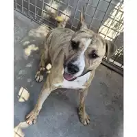 Foto dell\'animale cane - Matr. 2024/0924 - Microchip 380260044980033