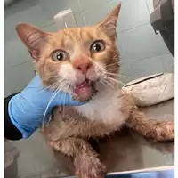 Foto dell\'animale gatto - Matr. 2024/0921 - Microchip 380260044997265