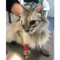 Foto dell\'animale gatto - Matr. 2024/0927 - Microchip 380260044980159
