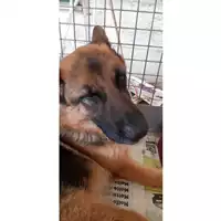 Foto dell\'animale cane - Matr. 2024/0932 - Microchip 380260101993234