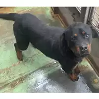 Foto dell\'animale cane - Matr. 2024/0934 - Microchip 380260044979974