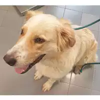 Foto dell\'animale cane - Matr. 2024/0936 - Microchip 380260044980518