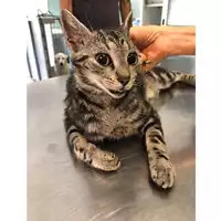 Foto dell\'animale gatto - Matr. 2024/0937 - Microchip 380260044979681