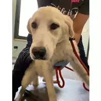 Foto dell\'animale cane - Matr. 2024/0940 - Microchip 380260044981395