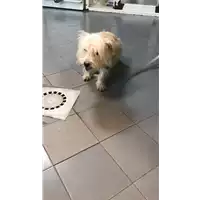 Foto dell\'animale cane - Matr. 2021/0733 - Microchip 380260044516635