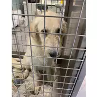 Foto dell\'animale cane - Matr. 2024/0941 - Microchip 380260044979563