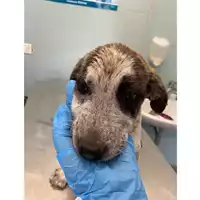 Foto dell\'animale cane - Matr. 2024/0944 - Microchip 380260044997771