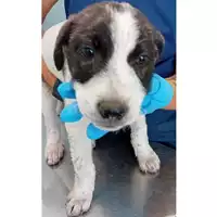 Foto dell\'animale cane - Matr. 2024/0943 - Microchip 380260044997246