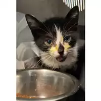 Foto dell\'animale gatto - Matr. 2024/0948 - Microchip 380260044980835