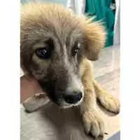Foto dell\'animale cane - Matr. 2024/0950 - Microchip 380260044979800