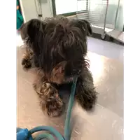 Foto dell\'animale cane - Matr. 2021/0734 - Microchip 380260044516873