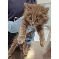 Foto dell\'animale gatto - Matr. 2024/0953 - Microchip 380260044981170