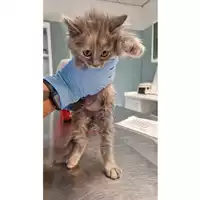 Foto dell\'animale gatto - Matr. 2024/0952 - Microchip 380260044981223