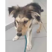 Foto dell\'animale cane - Matr. 2024/0955 - Microchip 380260044980171