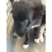 Foto dell\'animale cane - Matr. 2024/0956 - Microchip 380260044981420
