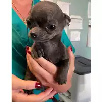 Foto dell\'animale cane - Matr. 2024/0959 - Microchip 380260004860761