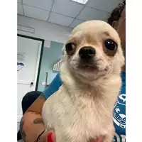 Foto dell\'animale cane - Matr. 2024/0960 - Microchip 380260004687561