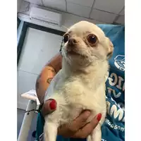 Foto dell\'animale cane - Matr. 2024/0961 - Microchip 643094100505853
