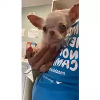 Foto dell\'animale cane - Matr. 2024/0962 - Microchip 380260160167038