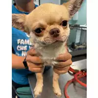 Foto dell\'animale cane - Matr. 2024/0964 - Microchip 380260102280079