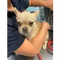 Foto dell\'animale cane - Matr. 2024/0965 - Microchip 380260043943562