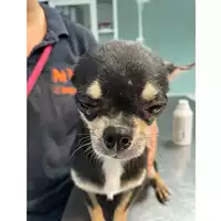 Foto dell\'animale cane - Matr. 2024/0967 - Microchip 380260102291860