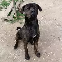 Foto dell\'animale cane - Matr. 2024/0037 - Microchip 380260170054705